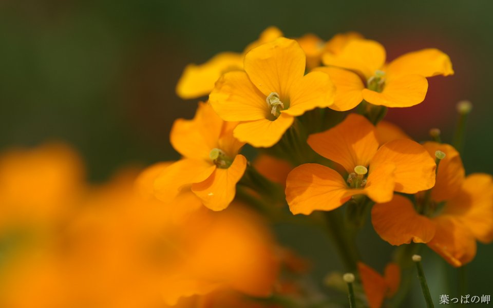 Japanese Spring Yellow Flower Macro Photography