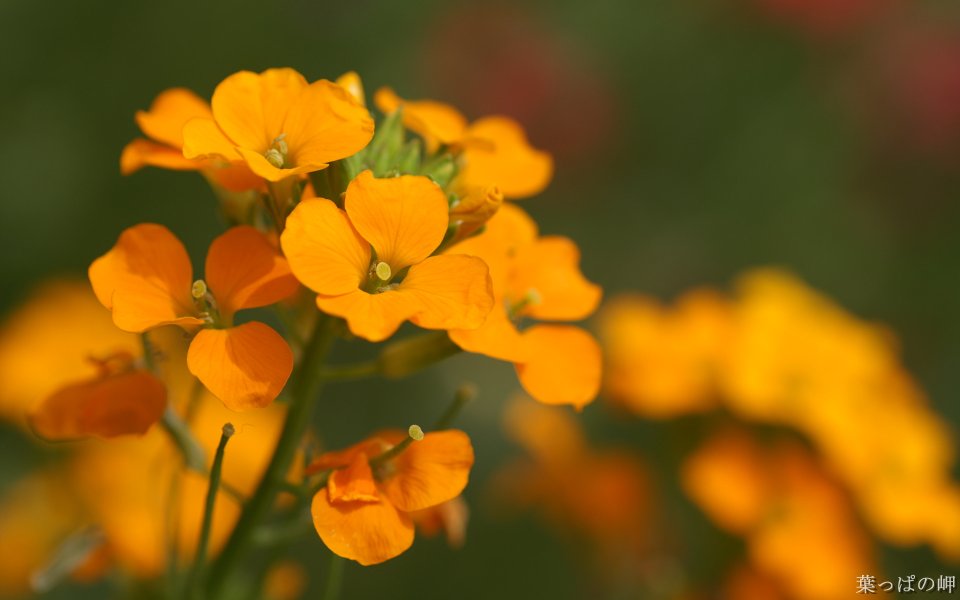 Bright Orange Wallflower Macro Photography