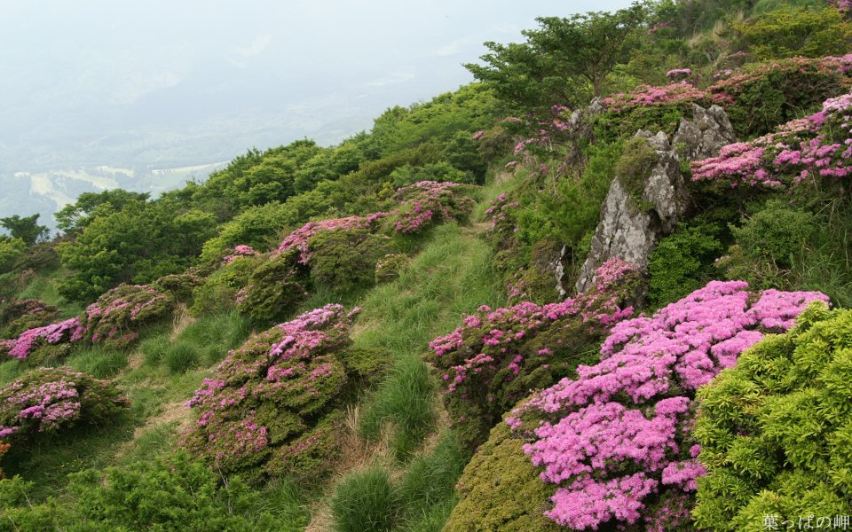 Blooming Azaleas On Japanese Mountainside