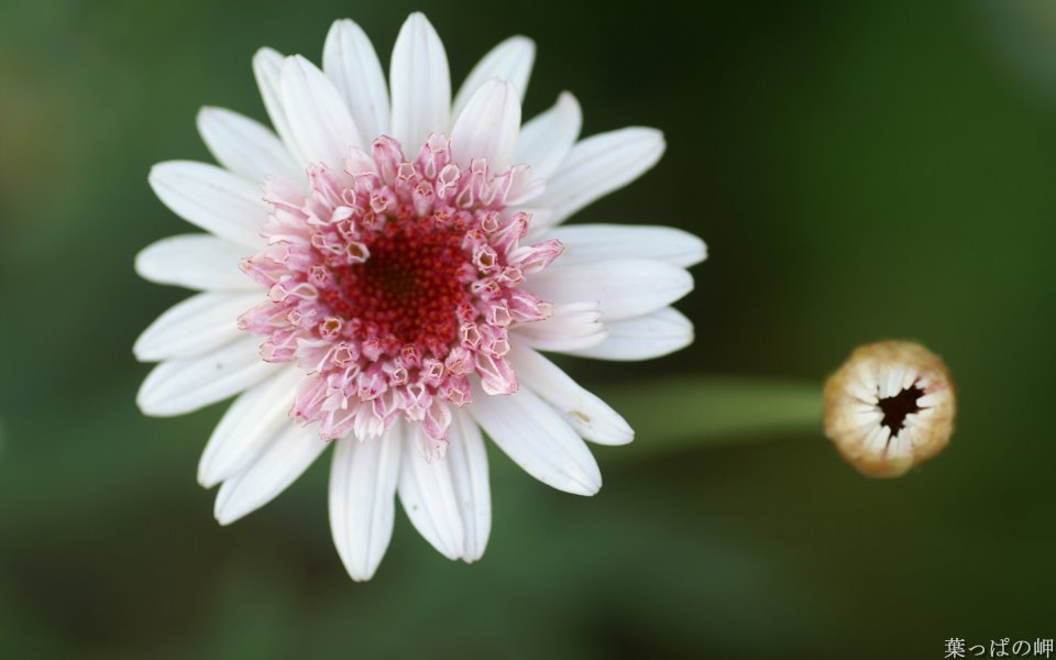 Fresh White Daisy Macro Photography