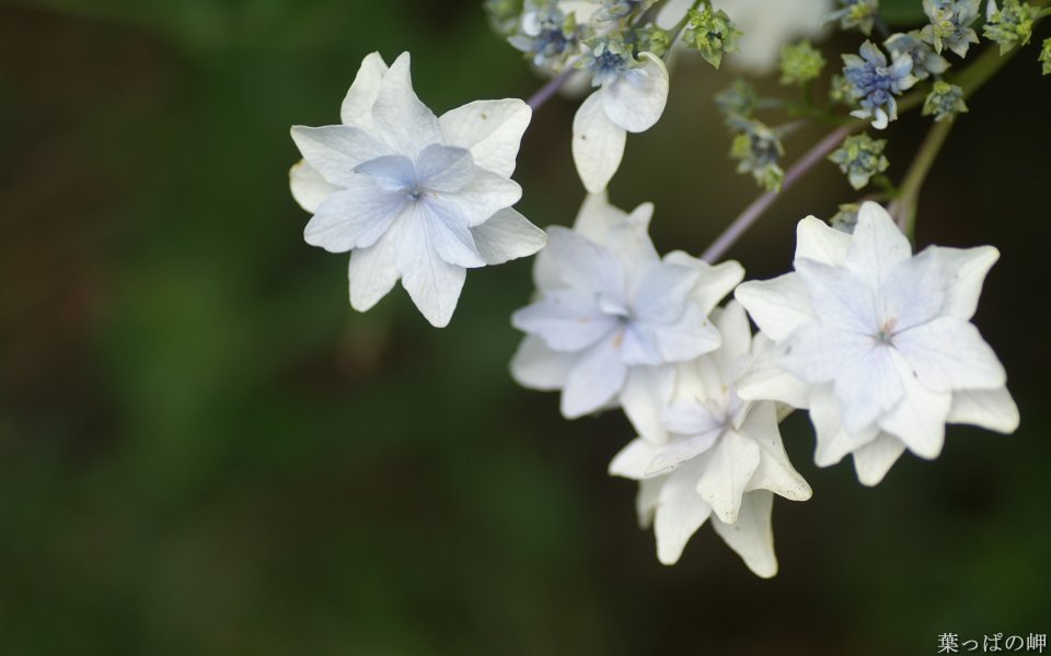 Delicate White Hydrangea Flowers Macro