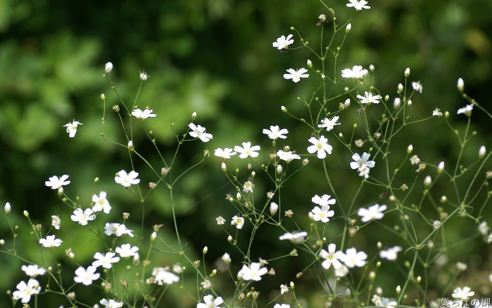 Fresh White Gypsophila Flowers