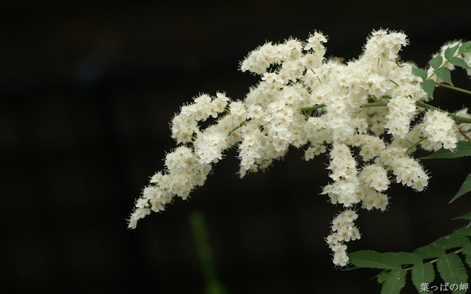 Blooming White Spiraea Flowers