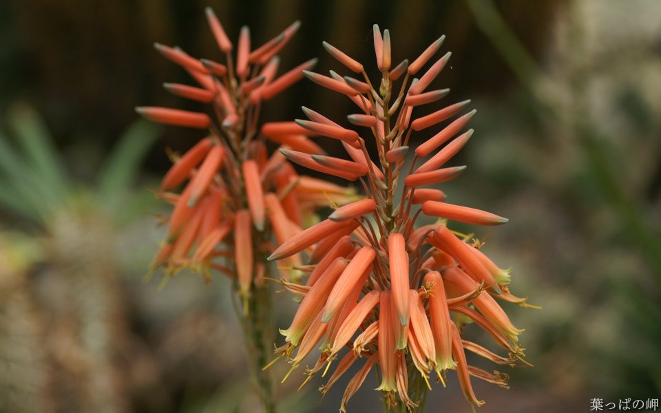 Orange Aloe Flower Close Up
