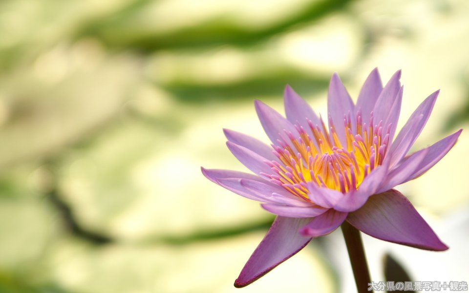Fresh Purple Water Lily Flower Photography