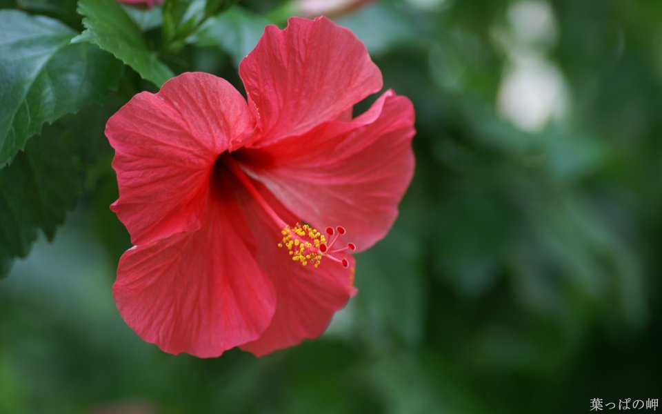 Blooming Red Hibiscus Flower
