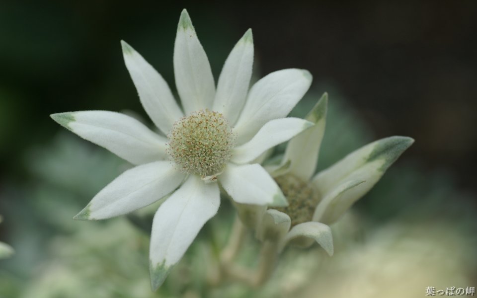 清新纯白法兰绒花特写