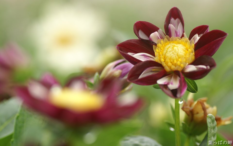 Macro Photography Of Dark Red Dahlia