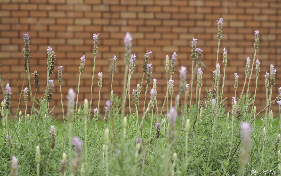 Lavender Flowers In Front Of Brick Wall