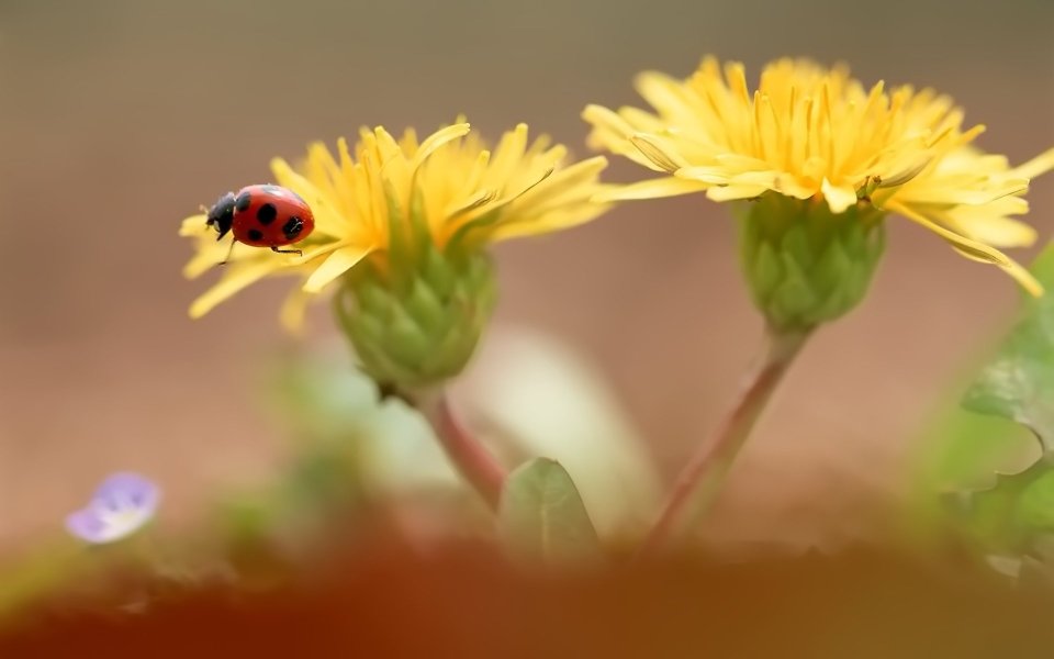 Ladybug And Dandelion Macro Beauty