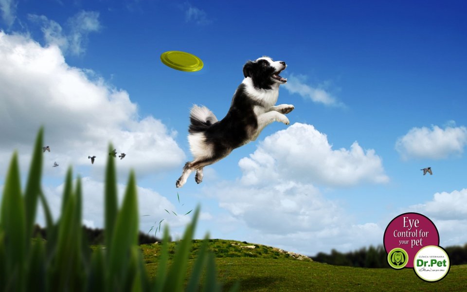 Border Collie Catching Frisbee In Blue Sky
