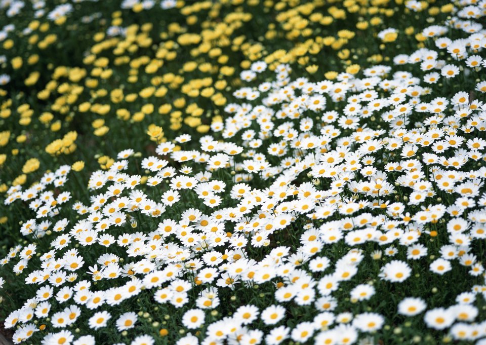 Fresh Daisies And Yellow Flowers Field