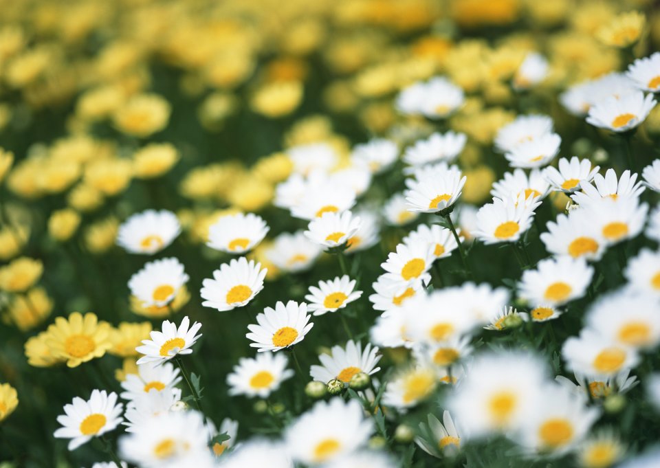 Fresh Daisies And Yellow Flowers Field