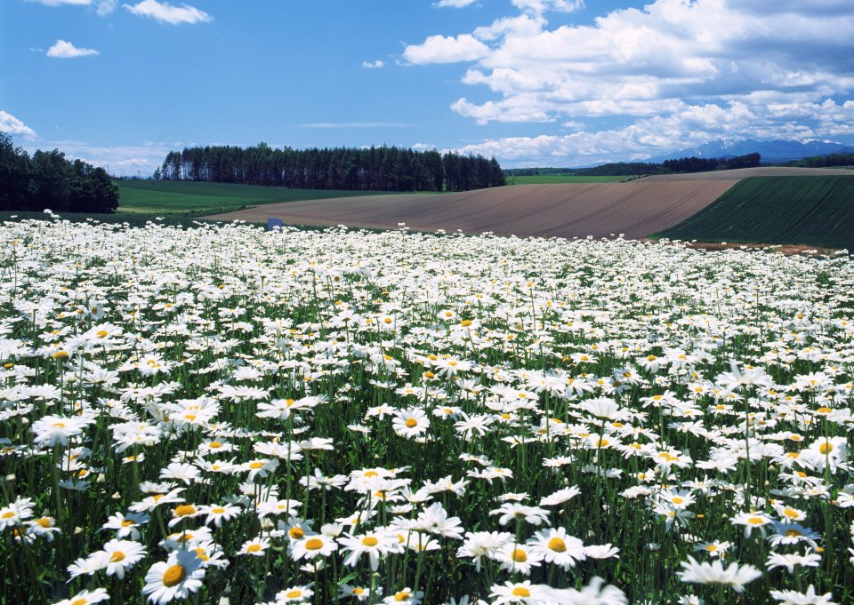 日本北海道美瑛雏菊花海