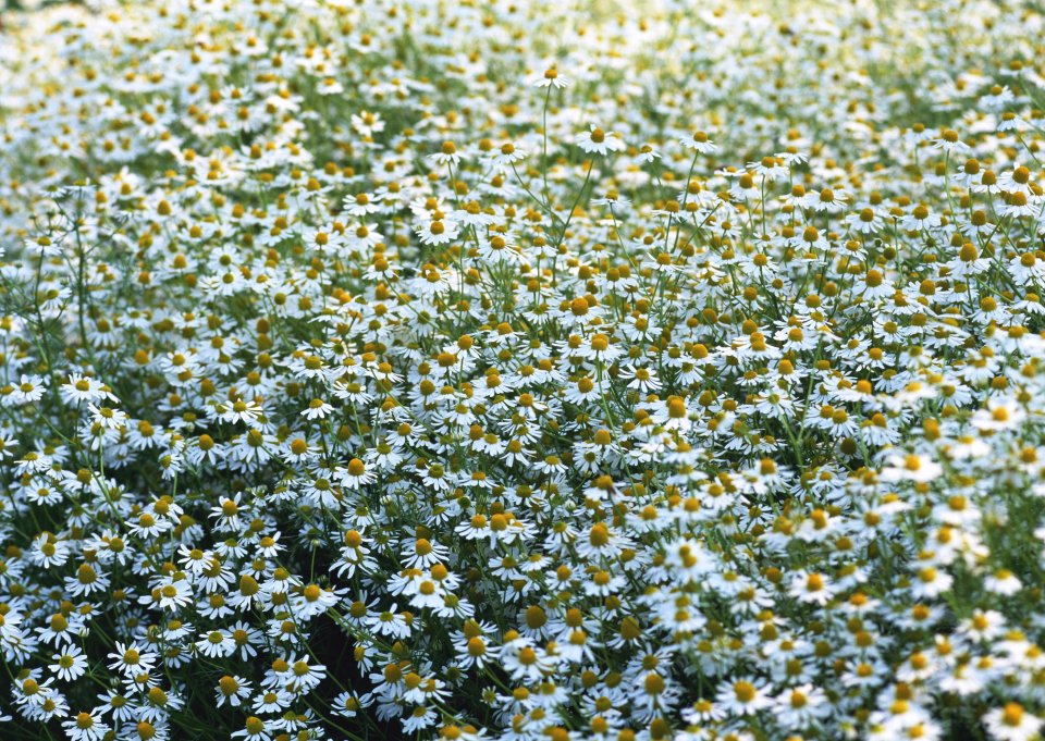 Fresh Healing Chamomile Flower Field