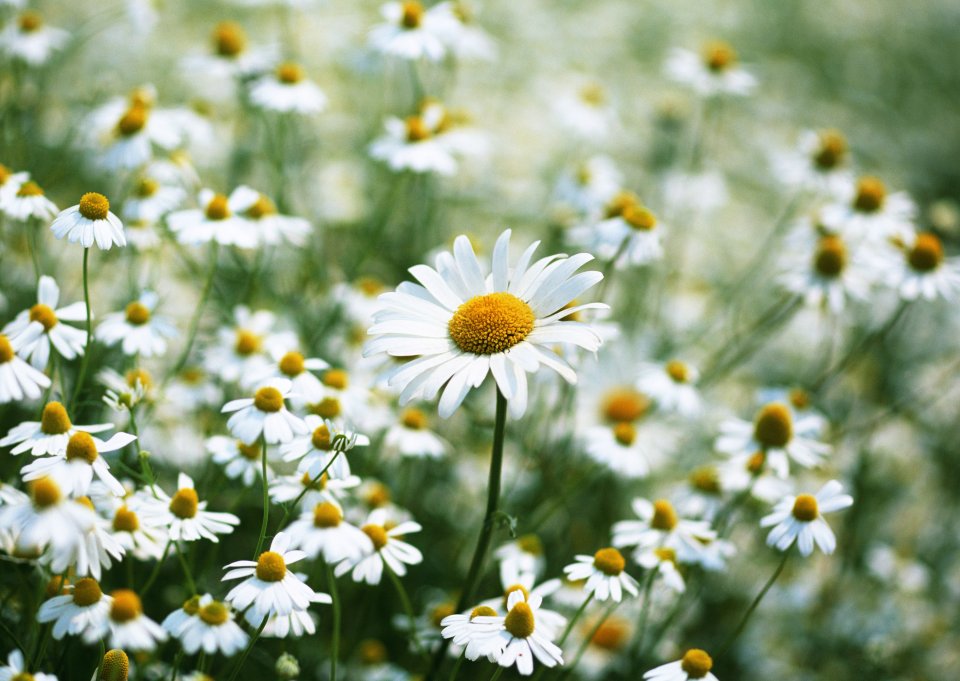 Fresh Daisy Flower Field