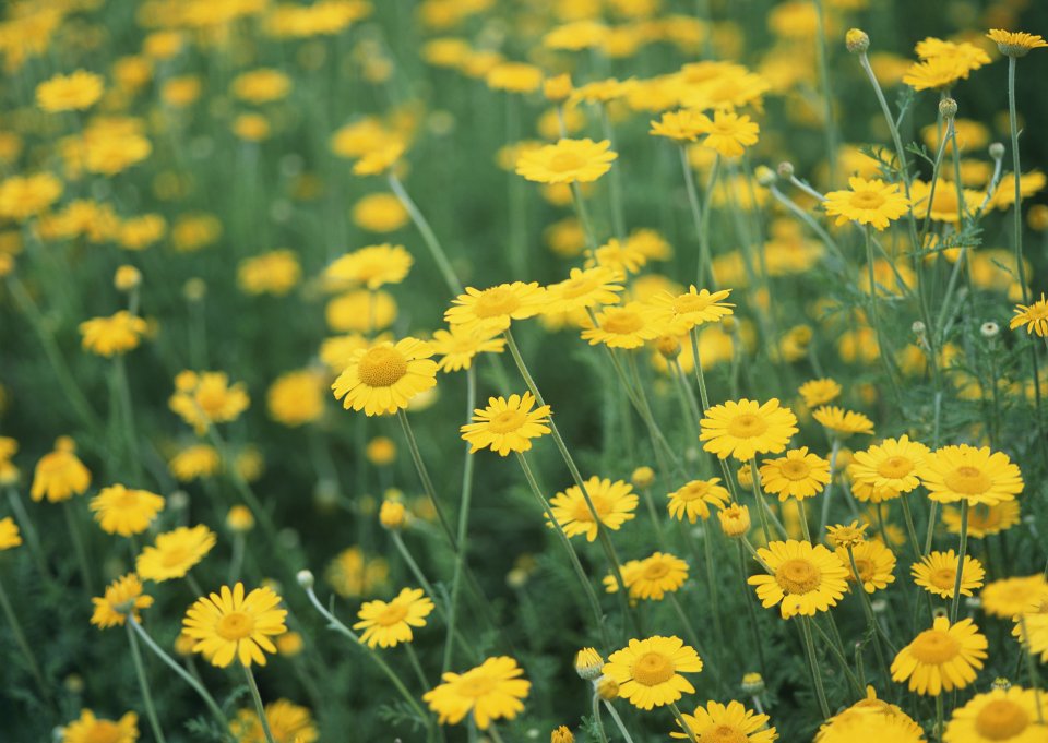 Fresh Yellow Daisy Field