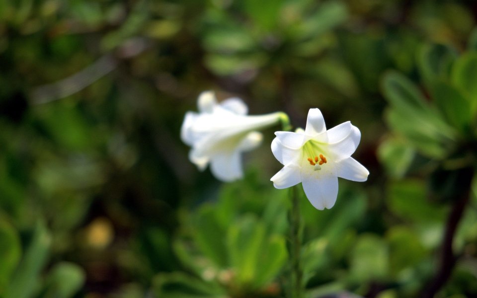 White Lily Flower Special Closeup Spring Calmness