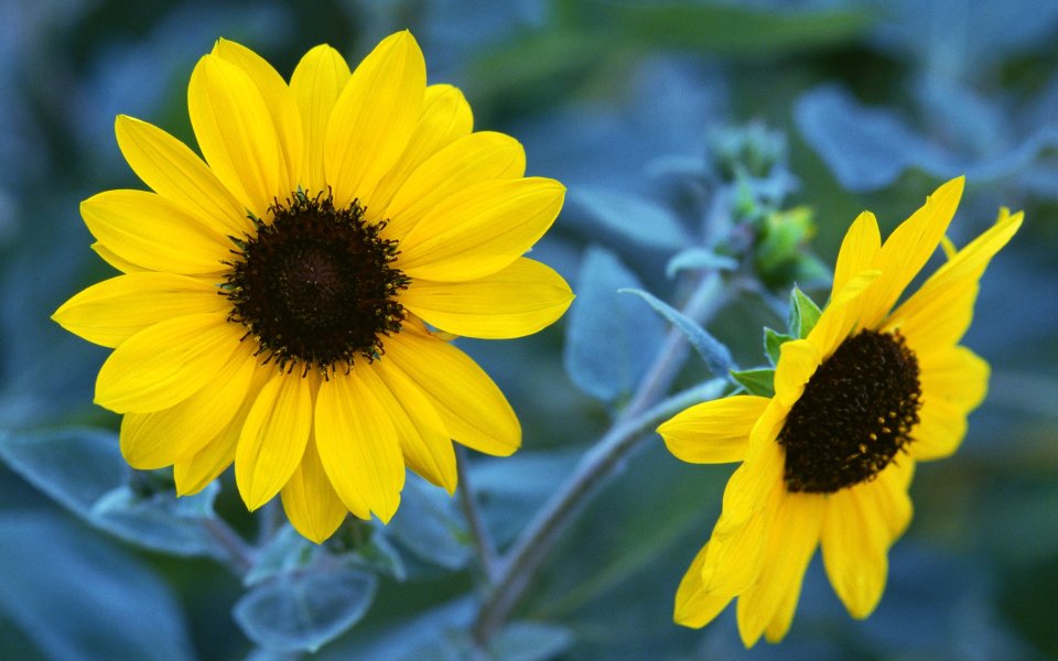 Two Blooming Sunflowers FA043