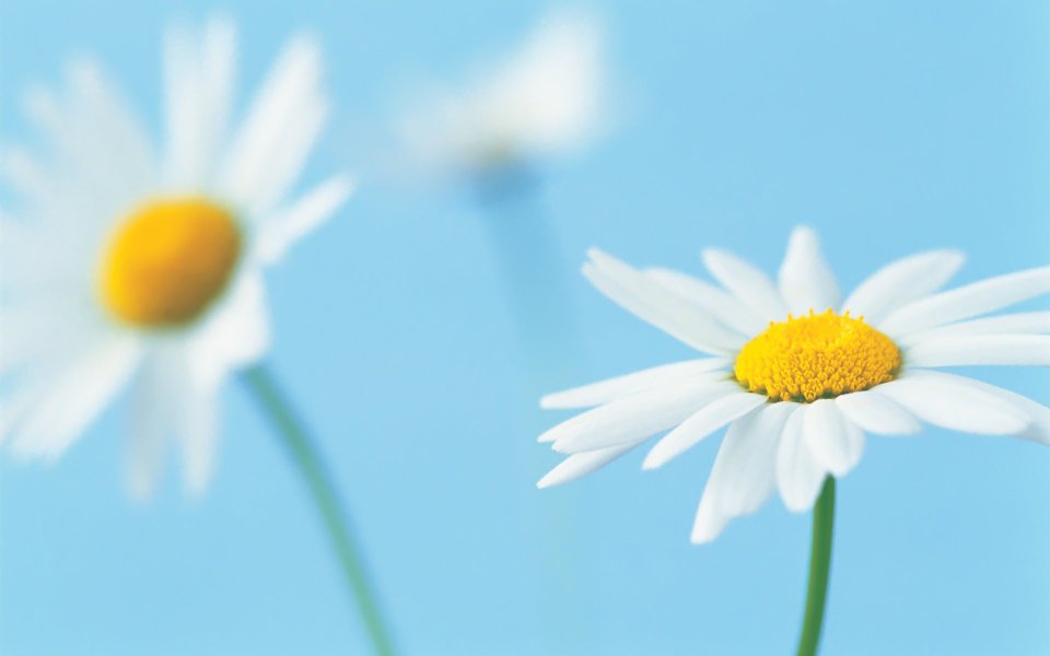 Daisy Macro Pure Spring Beauty