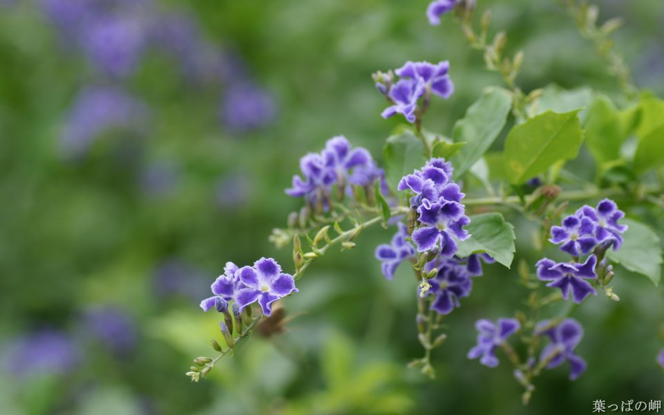 Purple Flowers In Japanese Garden