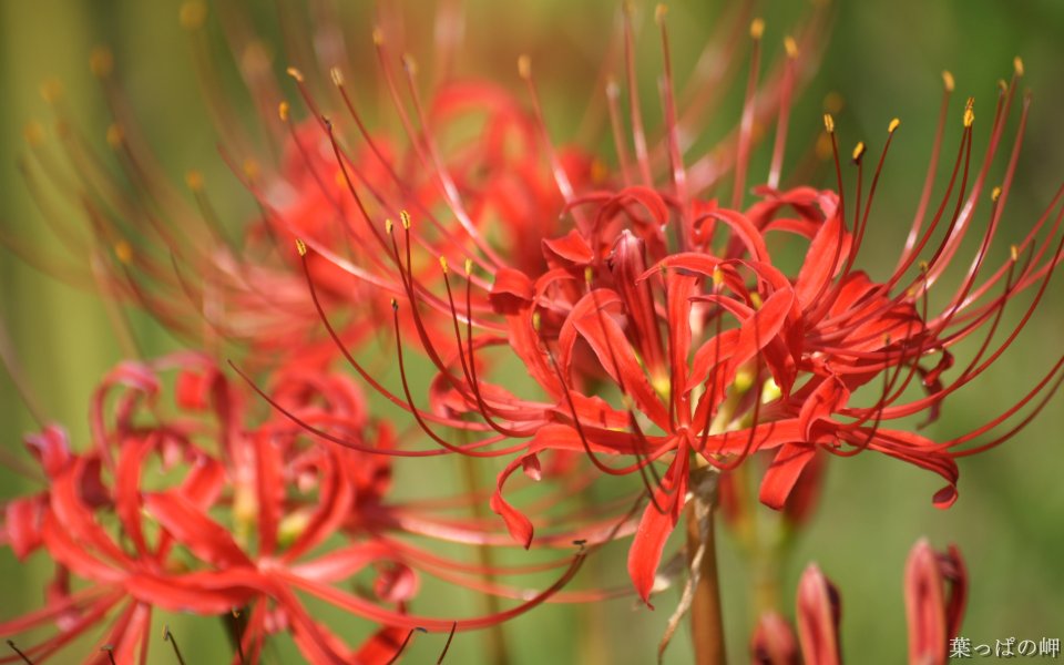 Japanese Higanbana Flower Show
