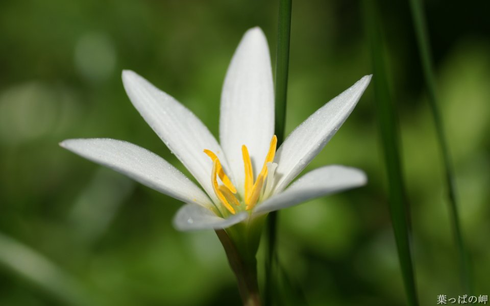 White Rainflower By Hagoromo No Ko