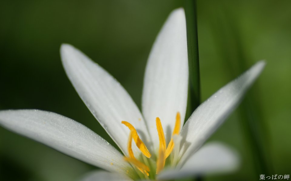 日本叶っぱの岬白花微距特写