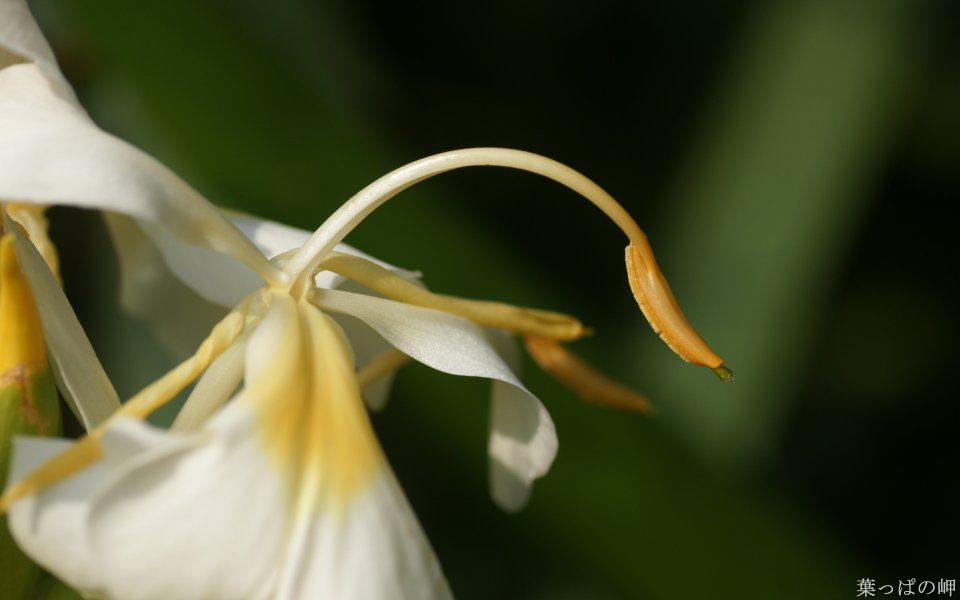 日本自然中的白色花朵特写
