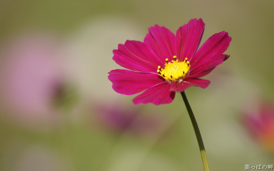 Japanese Cosmos Flower Field