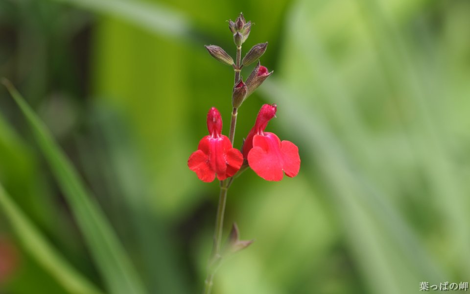 Red Salvia Flower In Japanese Garden