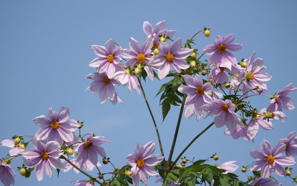 日本菊花盛开的宁静花景