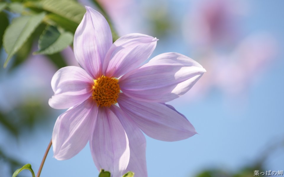 Purple Daisy In Japanese Garden