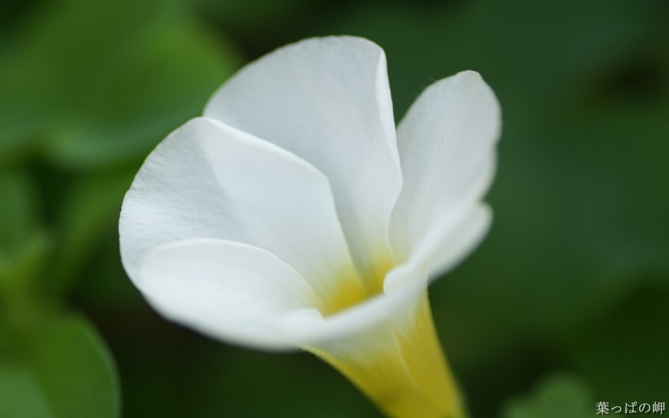 White Flower Close Up Japan