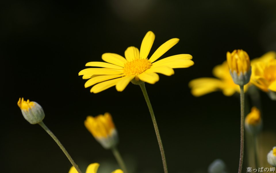 Japan Flower Festival Yellow Daisy Bloom