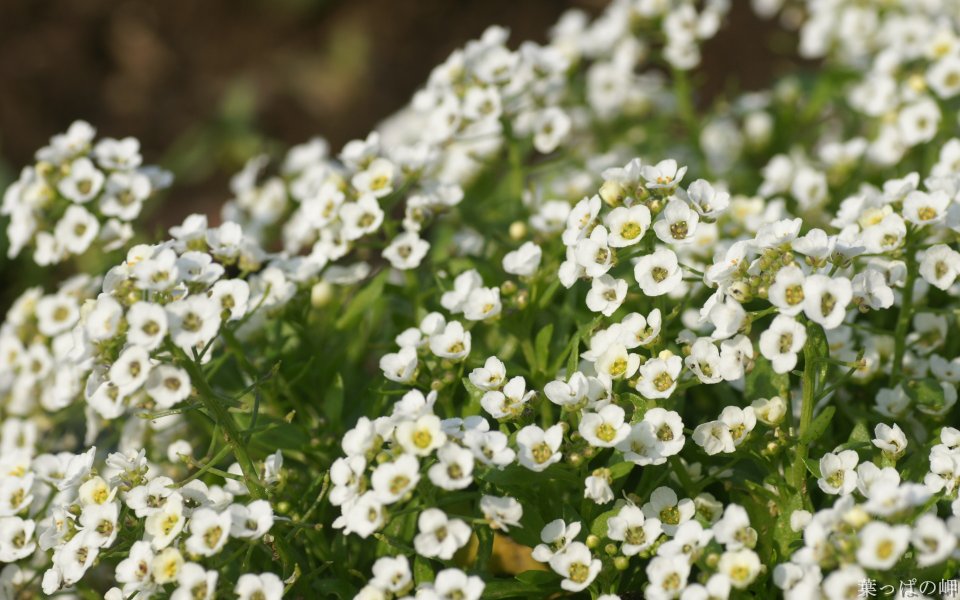 White Flower Bloom In Japanese Herb Garden