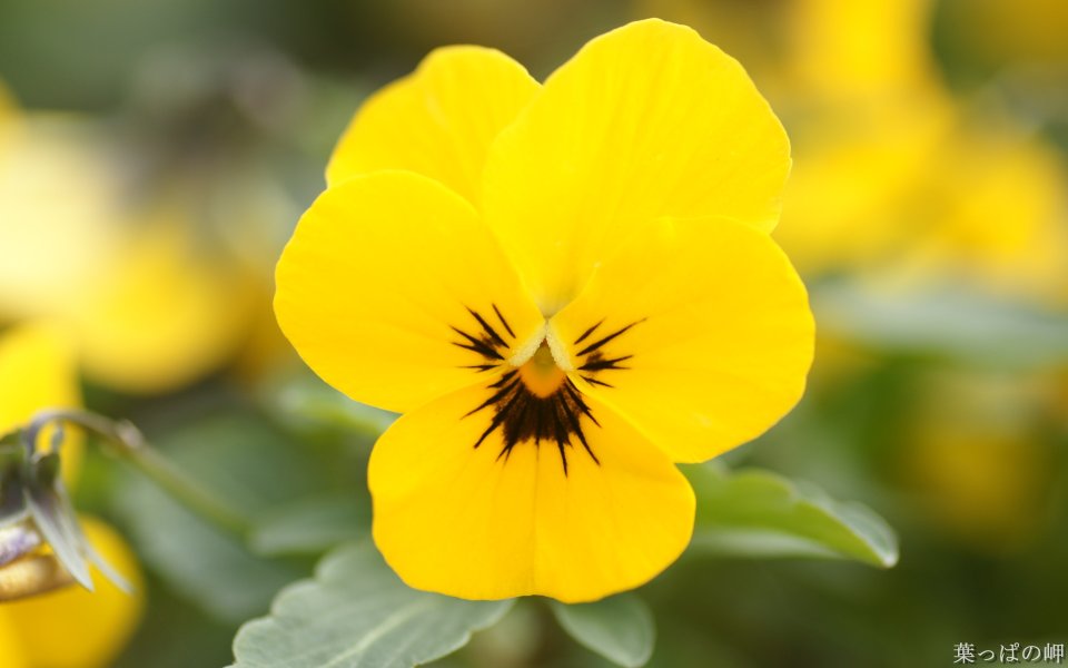 Japanese  Pansy Flower Closeup