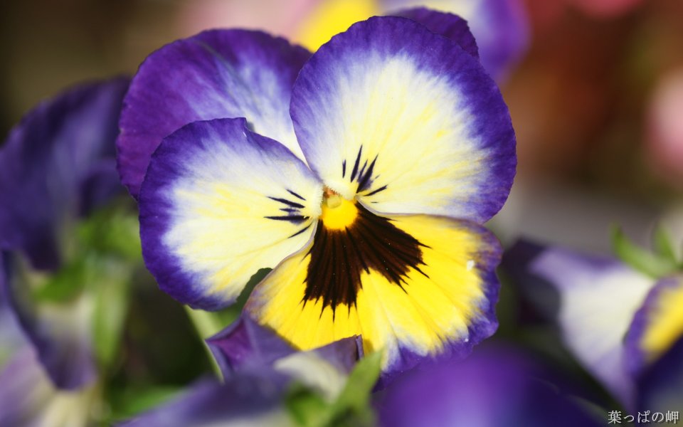 Japanese Flower Show Pansy Closeup