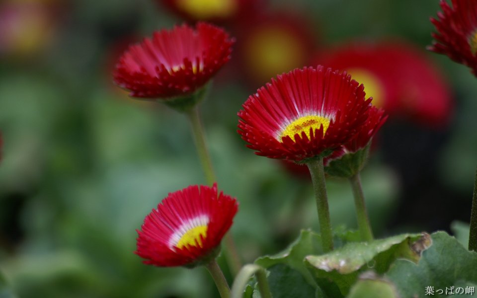 Blooming Red Daisies