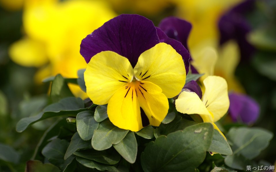Blooming Purple And Yellow Pansy Flower