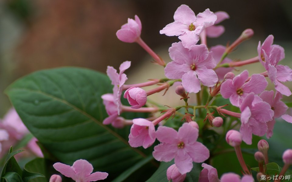 Fresh Pink Flower Close Up