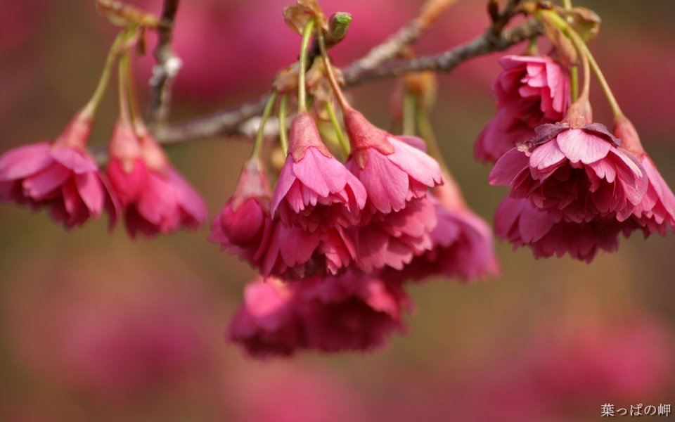 Blooming Pink Double Cherry Blossoms