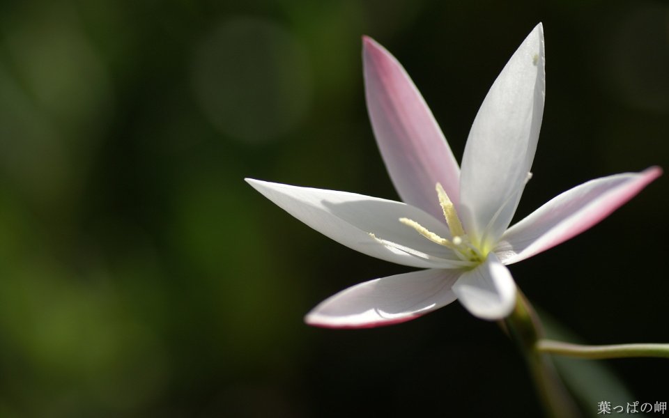 清新淡雅的韭莲花特写