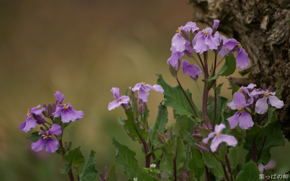 Blooming Purple Odes Flower