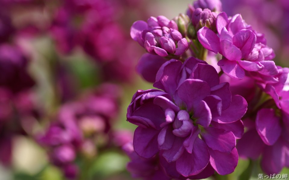 Purple Stock Flower Macro Photography