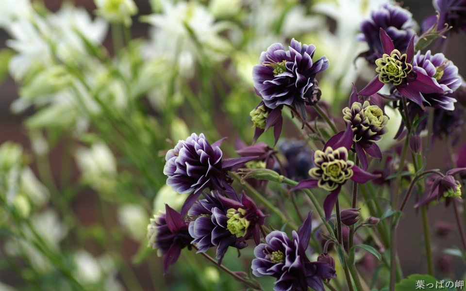 Purple Double Columbine Flower Close Up