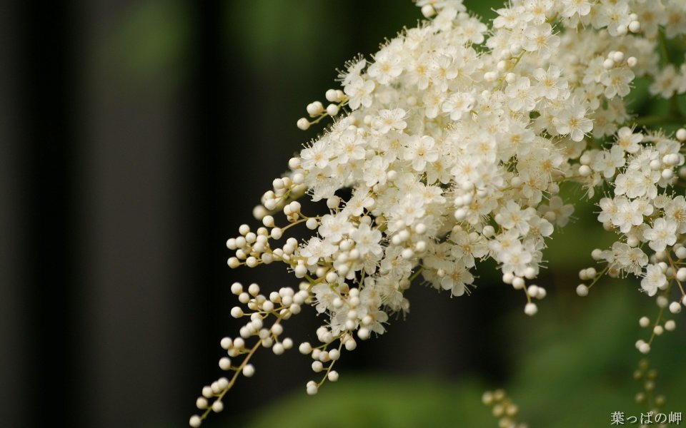 清新白色绣线菊花簇特写