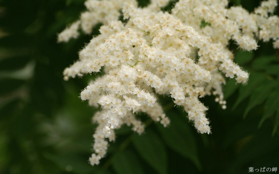清新白色绣线菊花簇特写