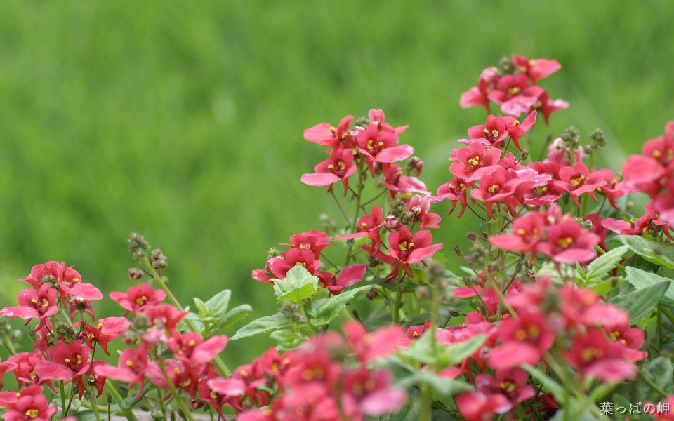 Pink Flower Bouquet In Japanese Flower Market