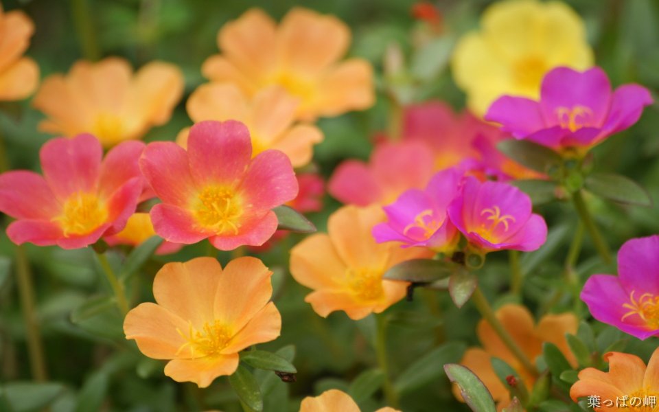 Colorful Portulaca Grandiflora Flowers